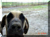 Fawn Great Dane Pup "Blackie the Black Noser" is brown from digging